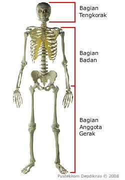 Detail Contoh Gambar Rangka Manusia Nomer 6