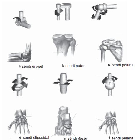 Detail Contoh Gambar Sendi Putar Nomer 9