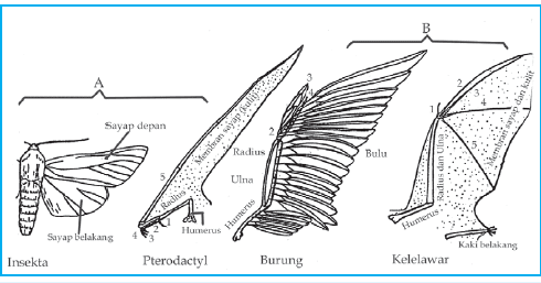 Detail Contoh Homologi Dan Analogi Nomer 13