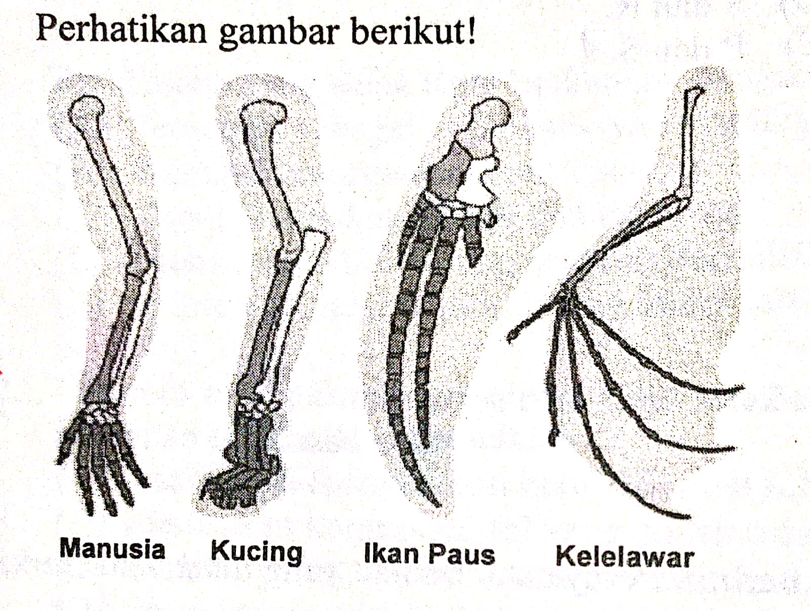 Detail Contoh Homologi Dan Analogi Nomer 33