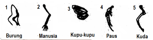 Detail Contoh Homologi Dan Analogi Nomer 42