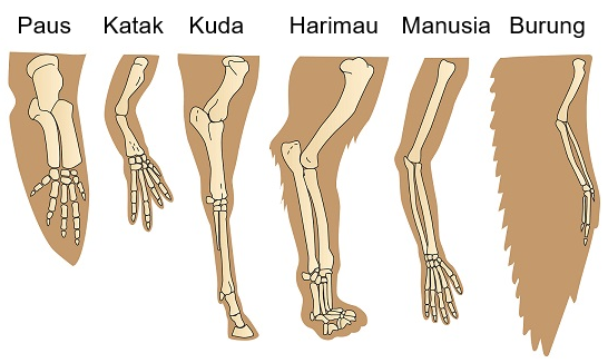 Detail Contoh Homologi Dan Analogi Nomer 6