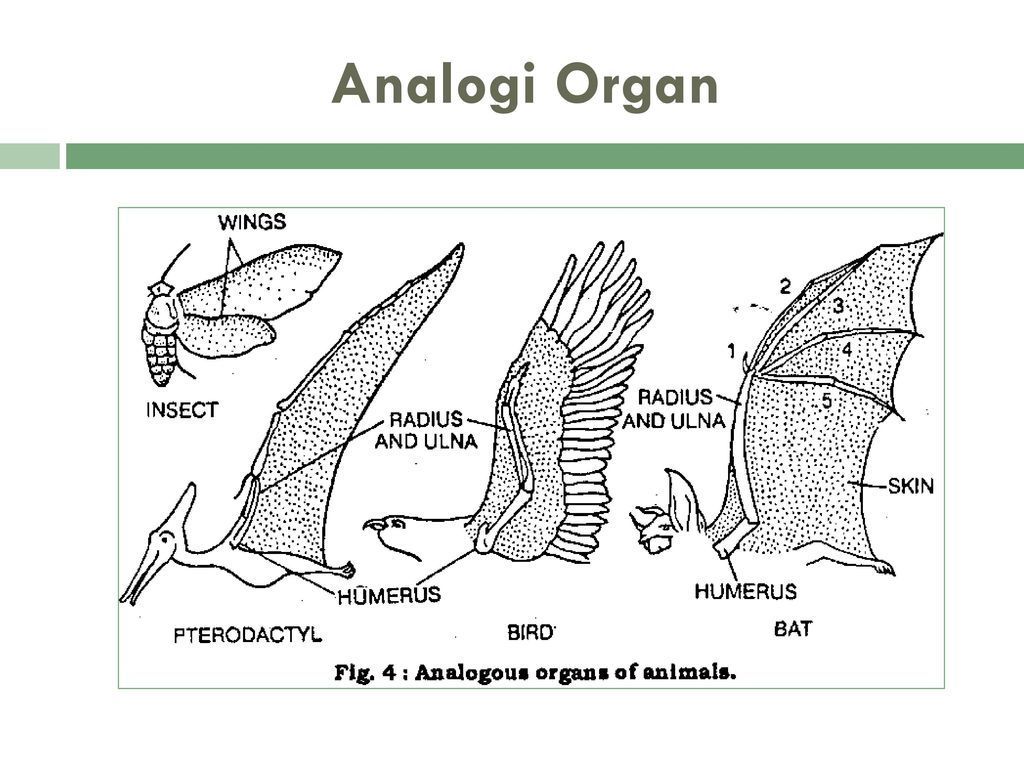 Detail Contoh Homologi Dan Analogi Nomer 8