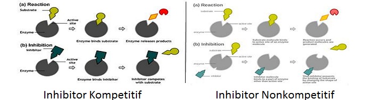 Detail Contoh Inhibitor Kompetitif Nomer 2