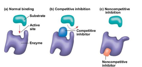 Detail Contoh Inhibitor Kompetitif Nomer 3