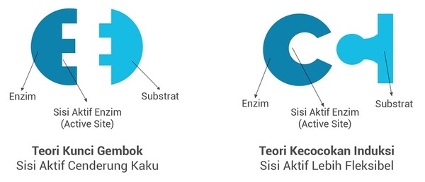 Detail Contoh Inhibitor Kompetitif Nomer 26