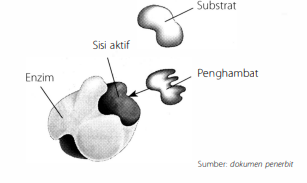 Detail Contoh Inhibitor Kompetitif Nomer 30