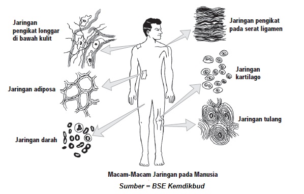 Detail Contoh Jaringan Pada Manusia Nomer 26