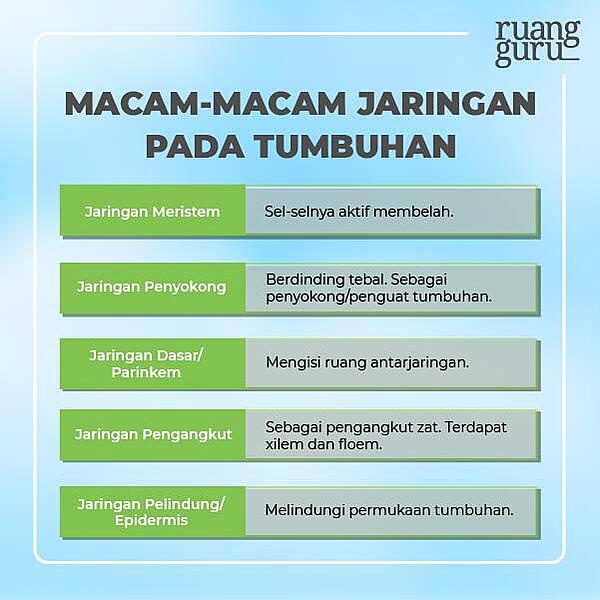 Detail Contoh Jaringan Pada Manusia Nomer 47