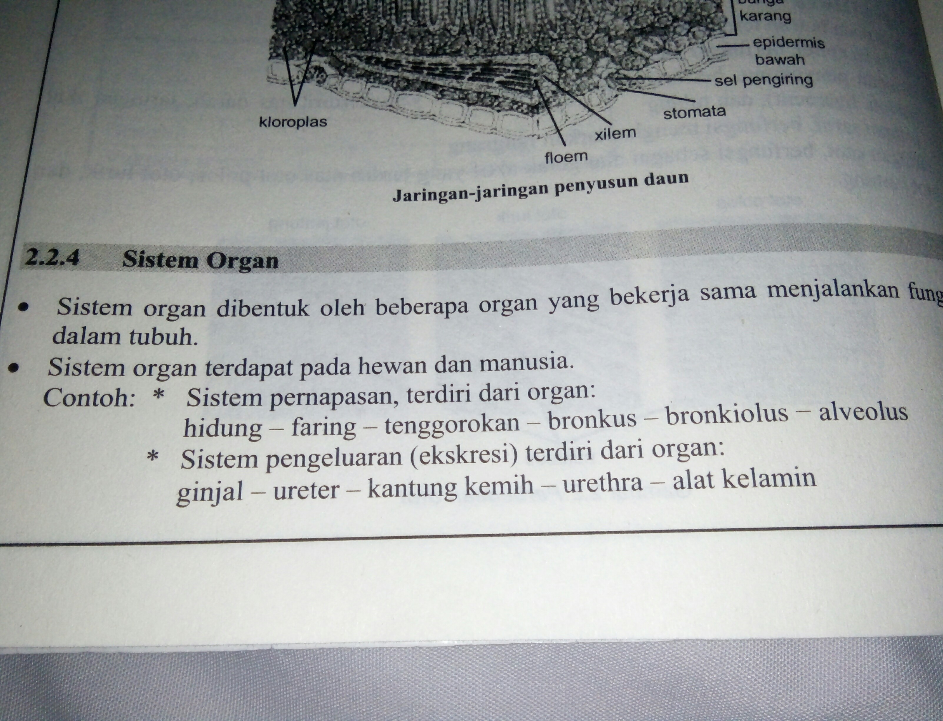 Detail Contoh Jaringan Pada Manusia Nomer 50