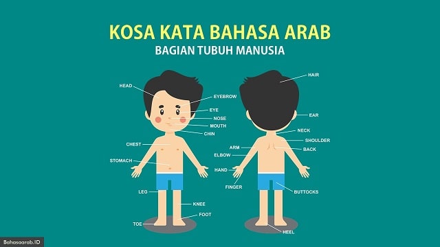 Detail Contoh Kalimat Bahasa Arab Anggota Tubuh Nomer 12