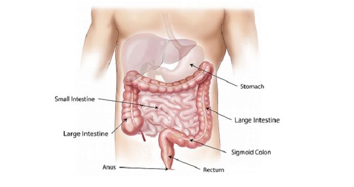 Detail Contoh Menu Makanan Sehat Untuk Menjaga Organ Pencernaan Pada Manusia Nomer 46