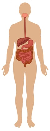 Detail Contoh Organ Manusia Nomer 15