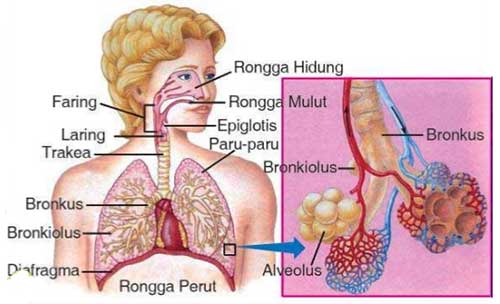 Detail Contoh Organ Manusia Nomer 28