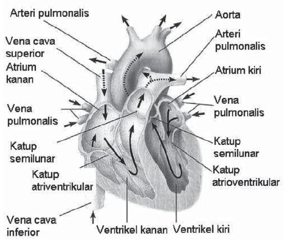 Detail Contoh Organ Manusia Nomer 29