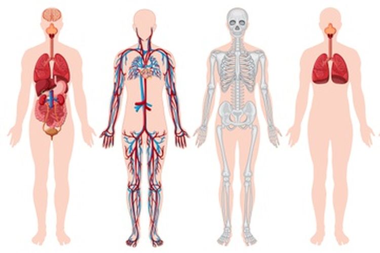 Detail Contoh Organ Manusia Nomer 37