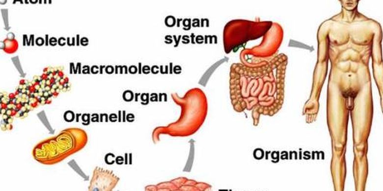 Detail Contoh Organ Manusia Nomer 51