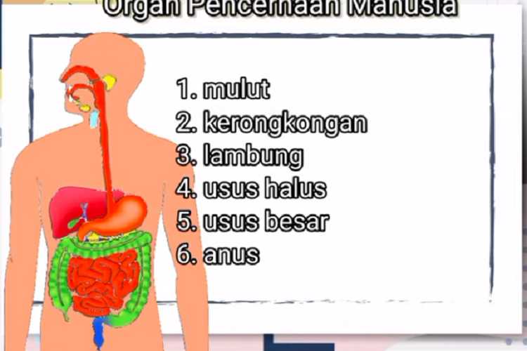 Detail Contoh Organ Pada Manusia Nomer 11