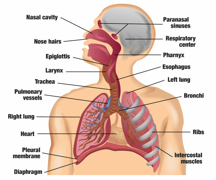 Detail Contoh Organ Pada Manusia Nomer 13