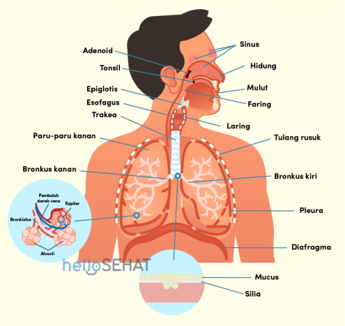 Detail Contoh Organ Pada Manusia Nomer 19