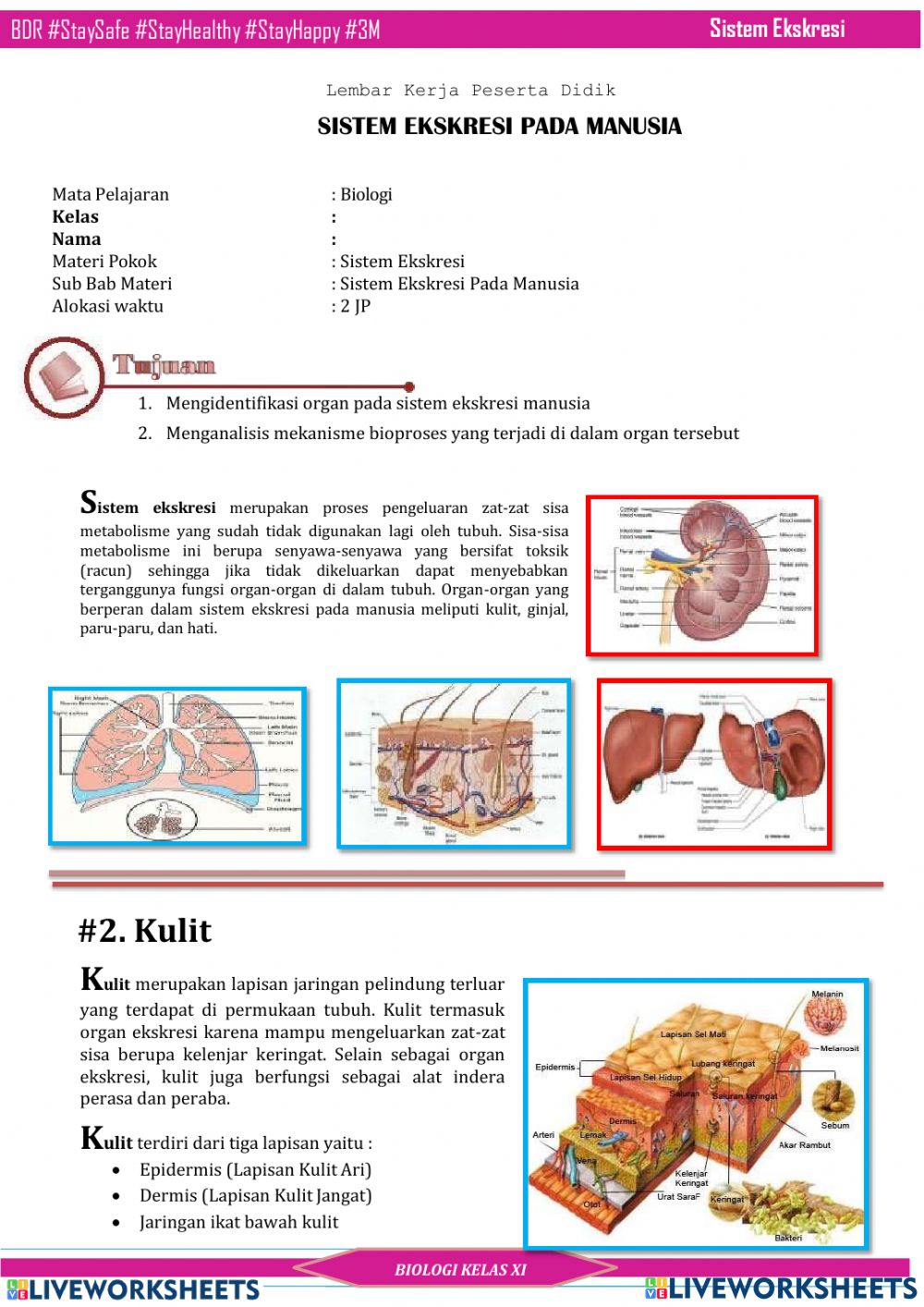 Detail Contoh Organ Pada Manusia Nomer 31