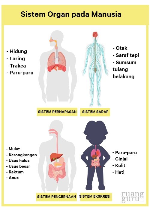 Detail Contoh Organ Pada Manusia Nomer 4