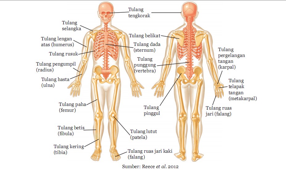 Detail Contoh Organ Pada Manusia Nomer 53