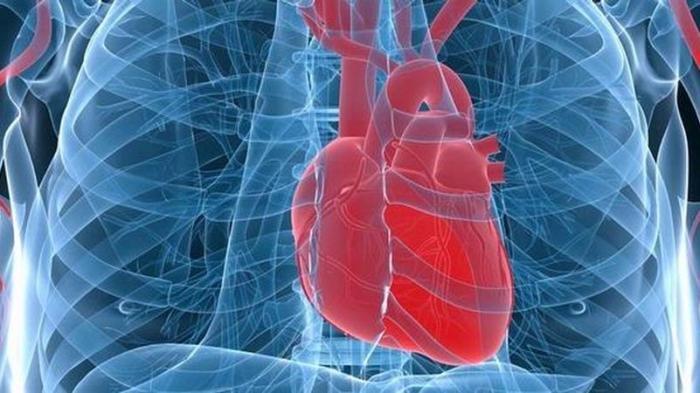 Detail Contoh Penyakit Yang Dapat Mengganggu Organ Peredaran Darah Nomer 21