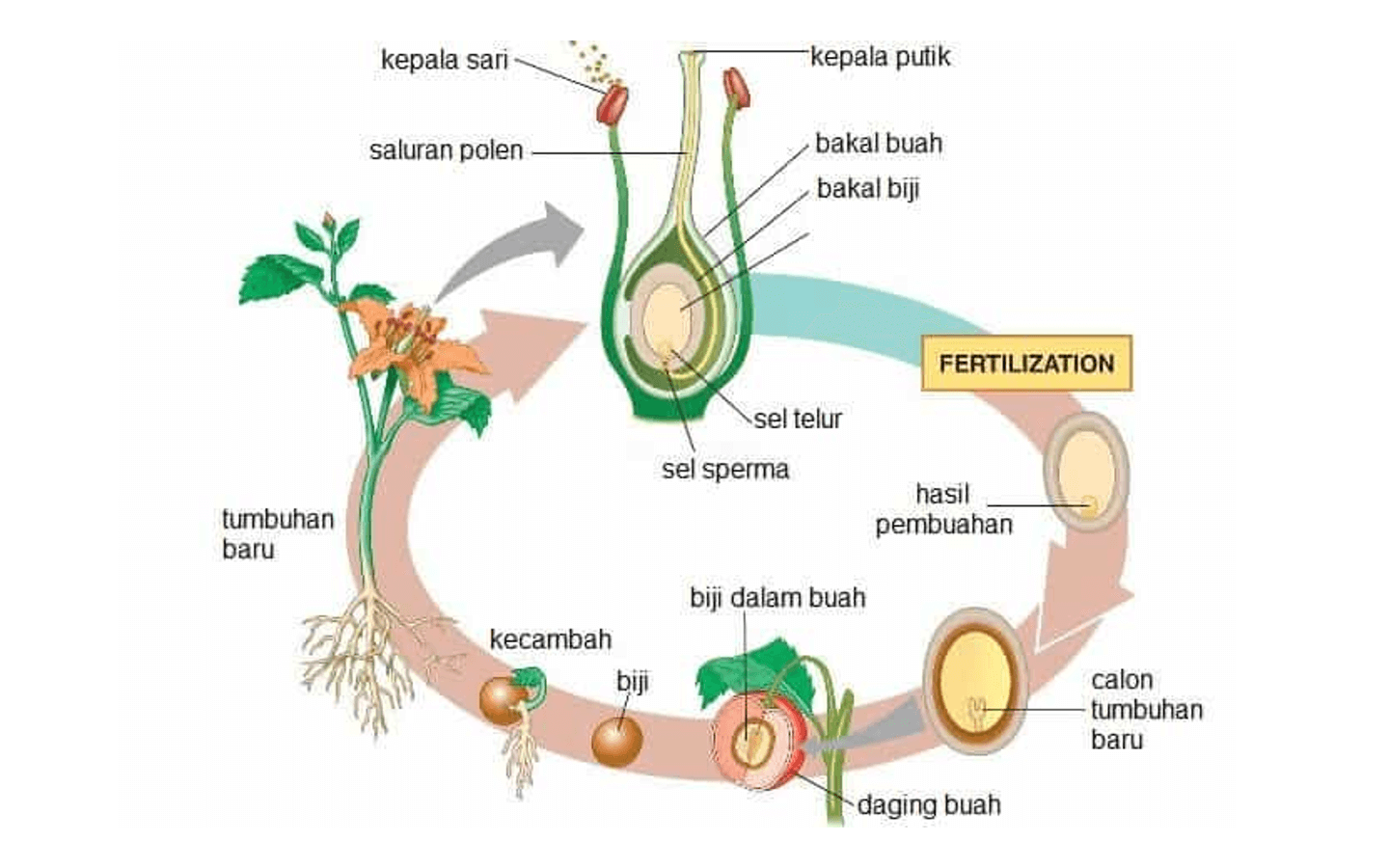 Contoh Perkembangbiakan Secara Generatif - KibrisPDR