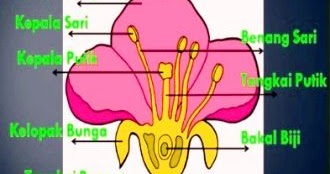 Detail Contoh Perkembangbiakan Secara Generatif Nomer 12