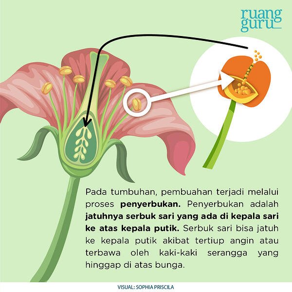 Detail Contoh Perkembangbiakan Secara Generatif Nomer 20