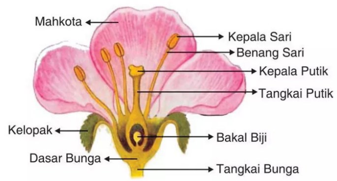 Detail Contoh Perkembangbiakan Secara Generatif Nomer 4