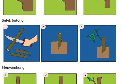 Detail Contoh Perkembangbiakan Secara Generatif Nomer 32