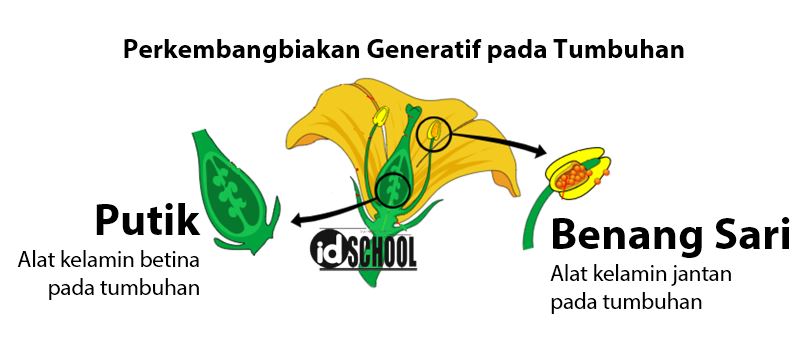 Detail Contoh Perkembangbiakan Secara Generatif Nomer 9