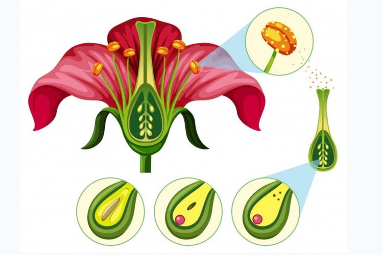 Detail Contoh Perkembangbiakan Tumbuhan Secara Generatif Nomer 6