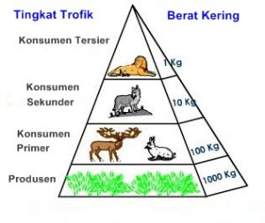 Contoh Piramida Biomassa - KibrisPDR