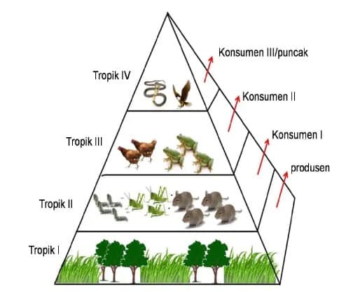 Detail Contoh Piramida Biomassa Nomer 14