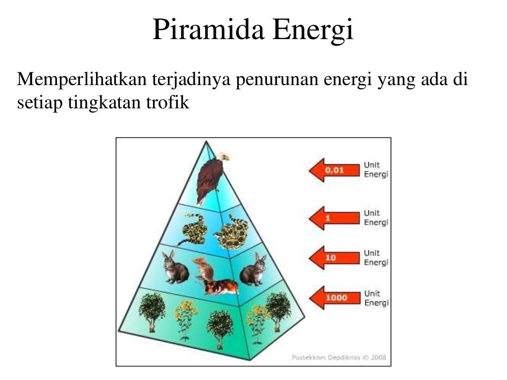 Detail Contoh Piramida Biomassa Nomer 15