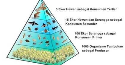 Detail Contoh Piramida Biomassa Nomer 16