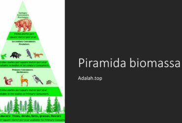 Detail Contoh Piramida Biomassa Nomer 24