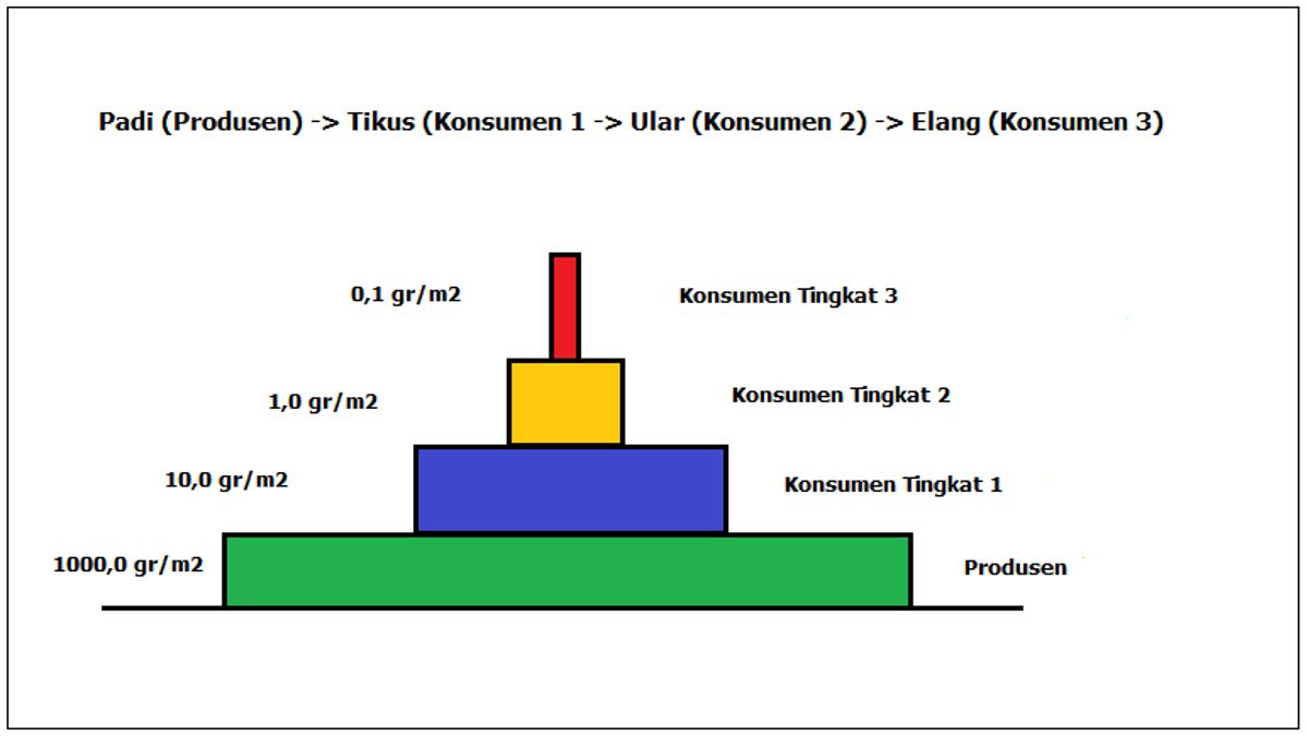 Detail Contoh Piramida Biomassa Nomer 4