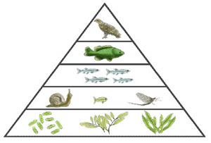 Detail Contoh Piramida Biomassa Nomer 32