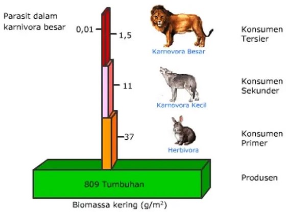 Detail Contoh Piramida Biomassa Nomer 5