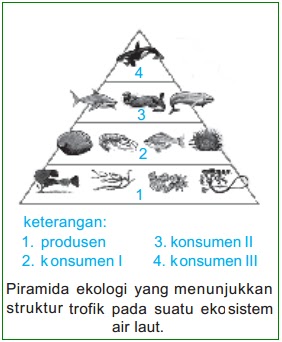 Detail Contoh Piramida Biomassa Nomer 45