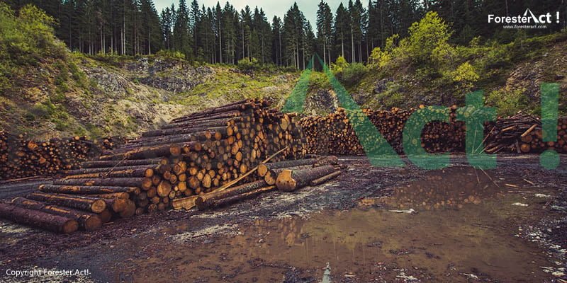 Detail Contoh Potensi Hutan Kayu Dan Persebarannya Nomer 35