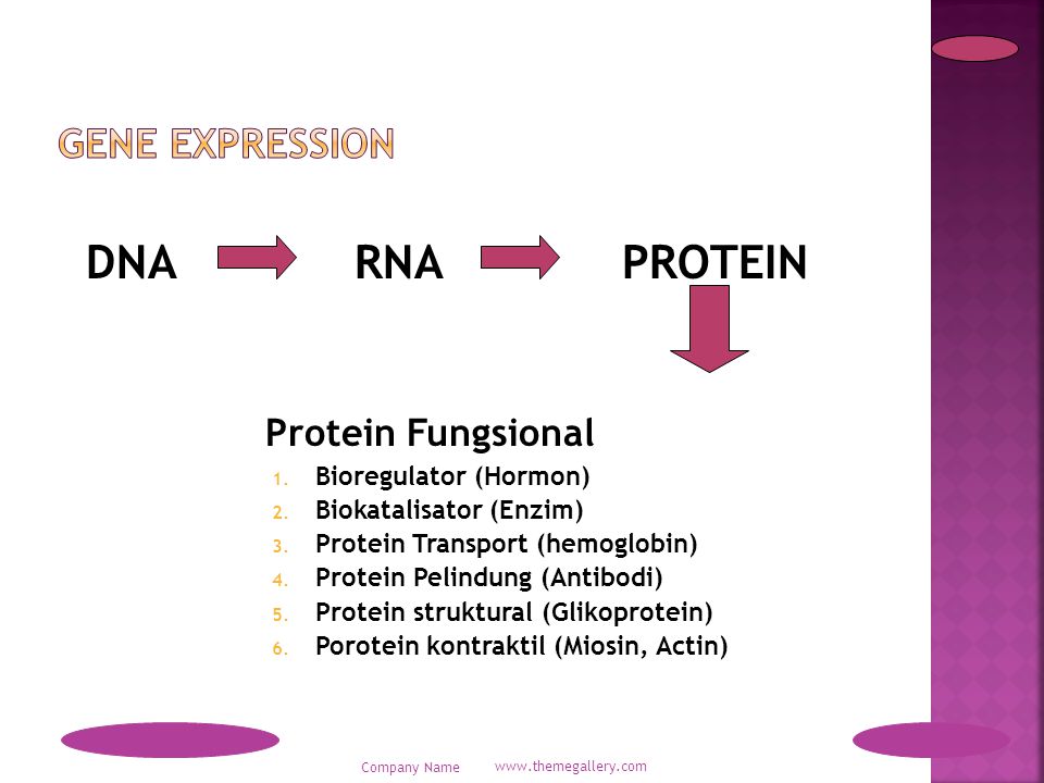 Detail Contoh Protein Fungsional Nomer 20