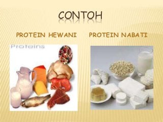 Detail Contoh Protein Hewani Adalah Nomer 47