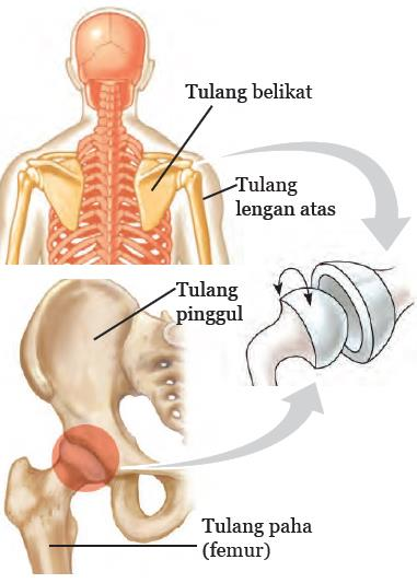 Detail Contoh Sendi Pelana Adalah Nomer 32