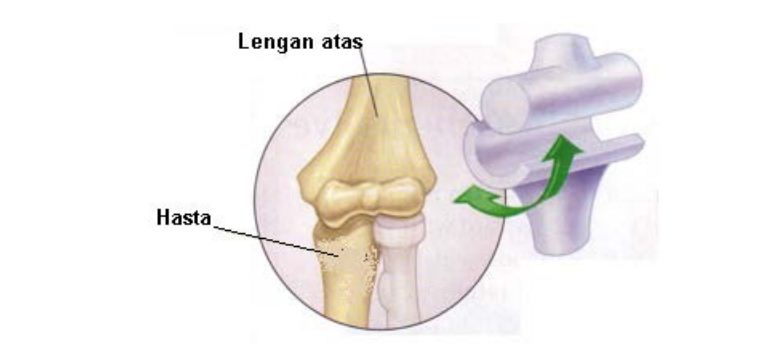 Detail Contoh Sendi Pelana Adalah Nomer 52