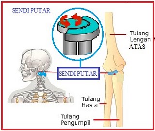 Detail Contoh Sendi Pelana Terdapat Diantara Tulang Nomer 18